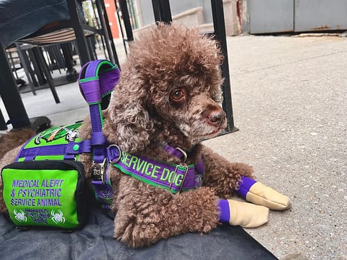 Customer photo review of Leather Dog Booties - Doccasins - 1 pair