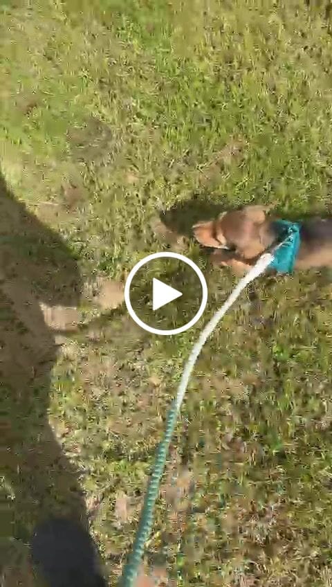 Customer video review of Pawsome Pup Harness - Emerald
