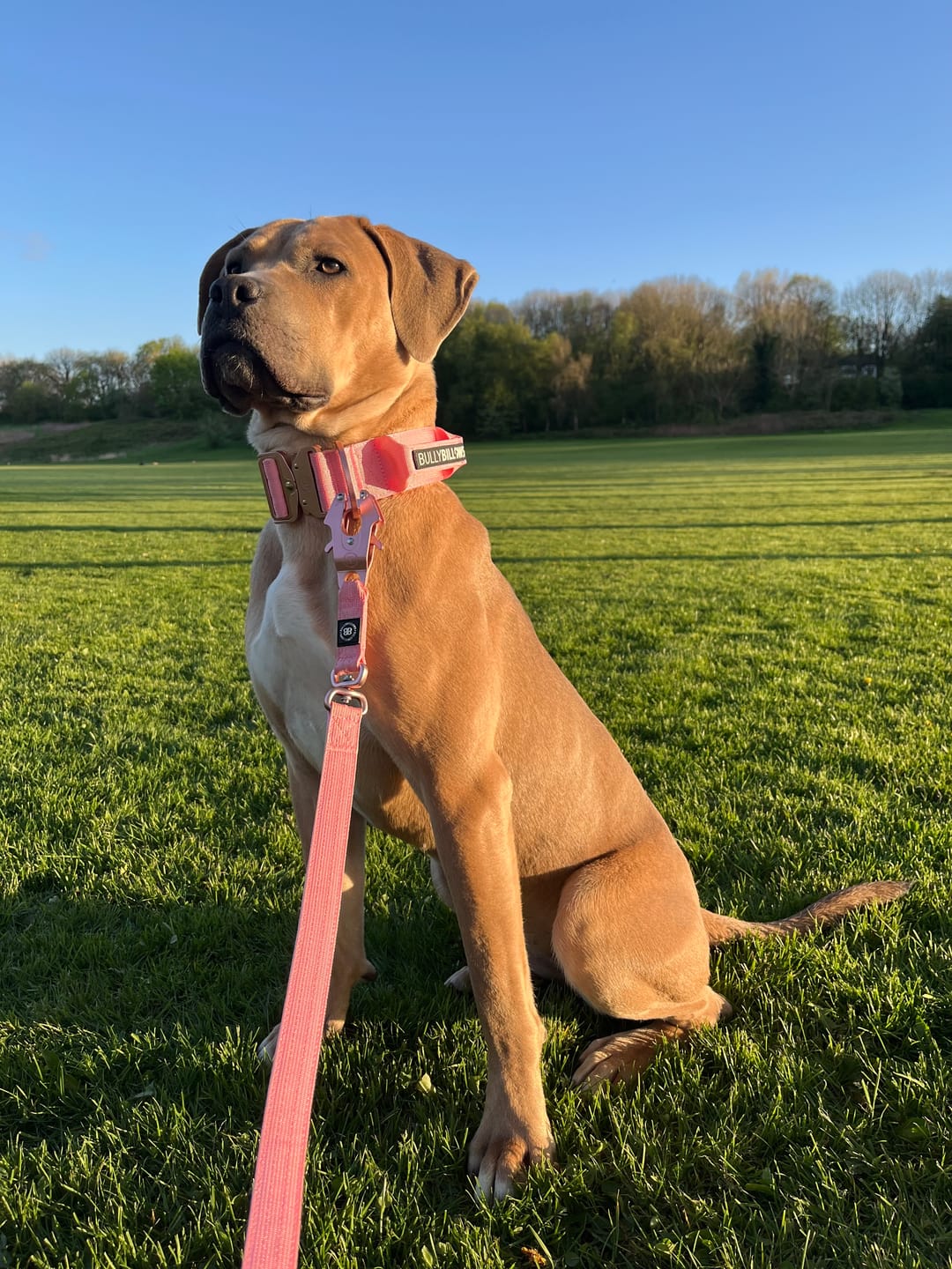Customer photo review of 1.4m LIGHTER Swivel Combat Lead | Neoprene Lined, Secure Rated Clip with Soft Handle - Pink x Pink
