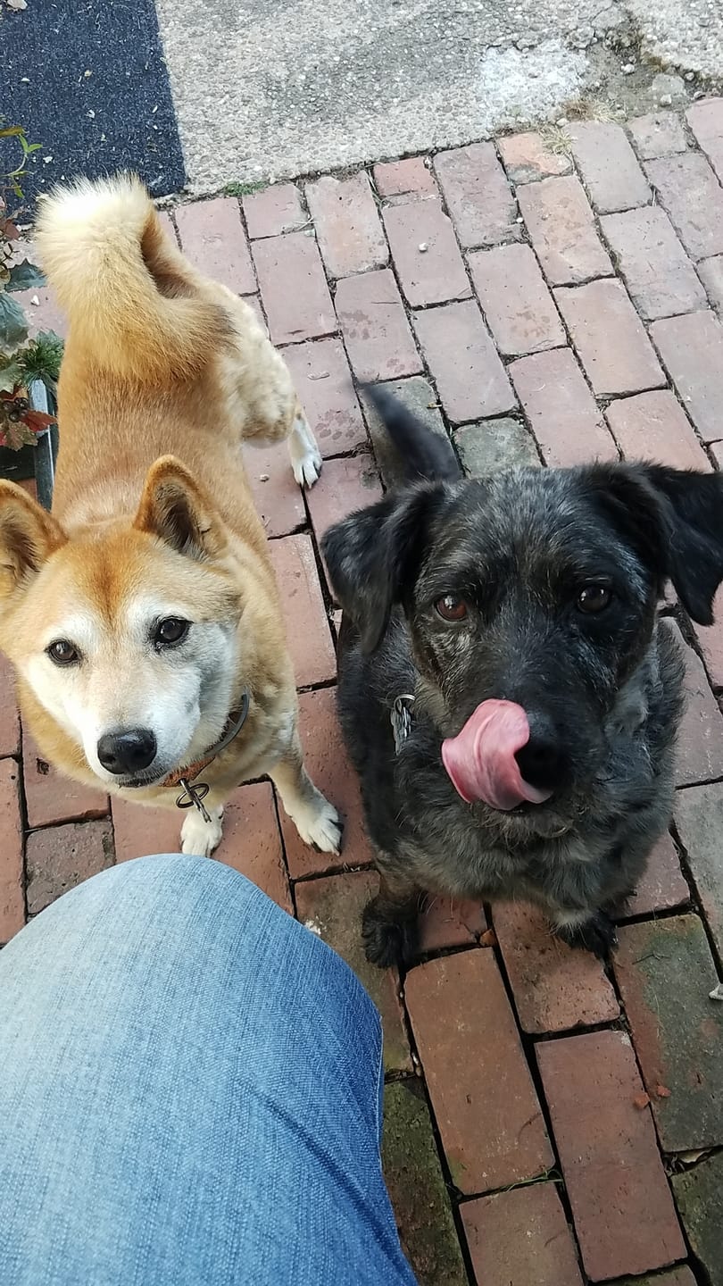 Customer photo review of KING KALM CBD 150mg - Medium Pet Formula 20 to 45lbs