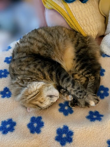 Customer photo review of Little Summer Blanket