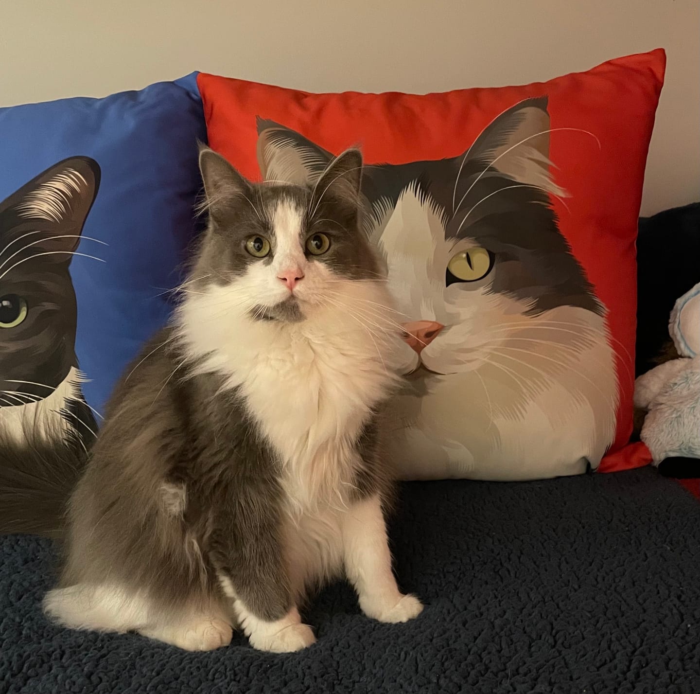 Customer photo review of Custom Pet Portrait Pillow - Two Sizes