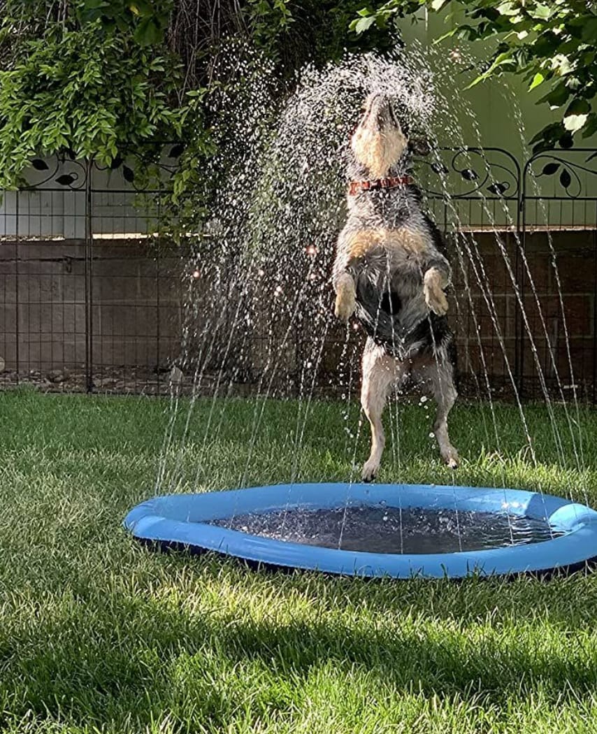 Customer photo review of Sprinkler Wasserspielmatte für Hunde