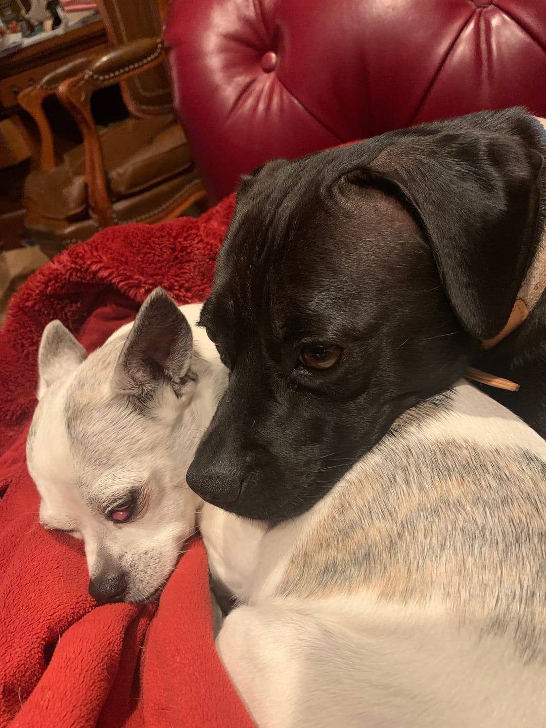 Customer photo review of Chicken Breast Treats