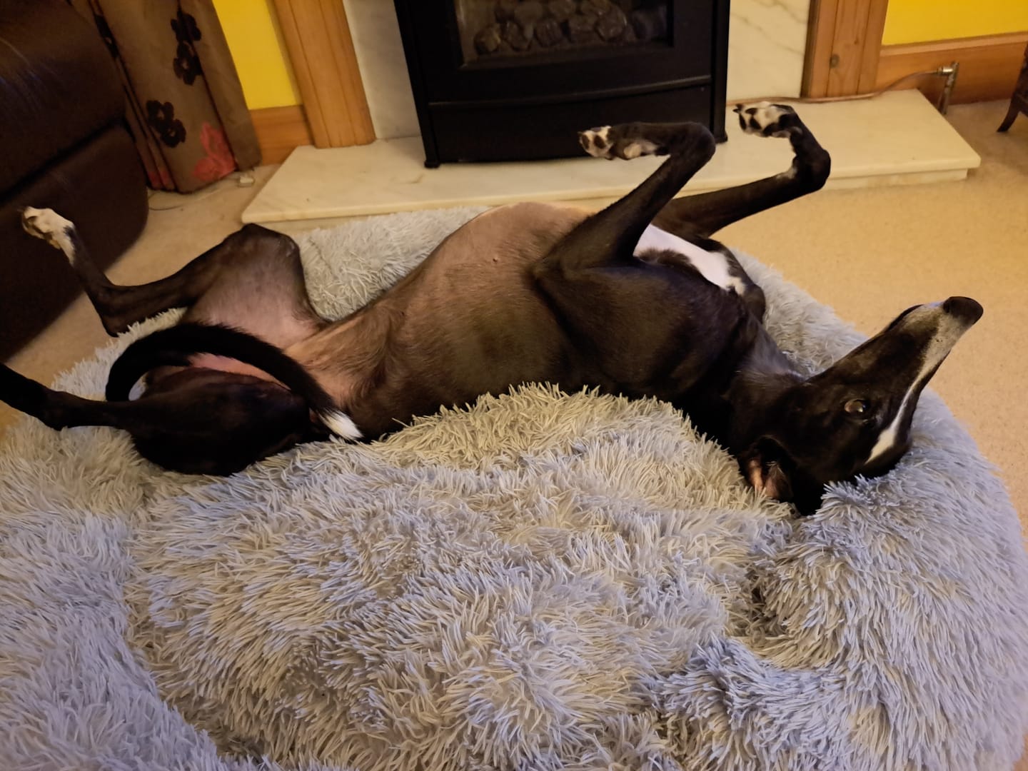 Customer photo review of Calming Dog Bed