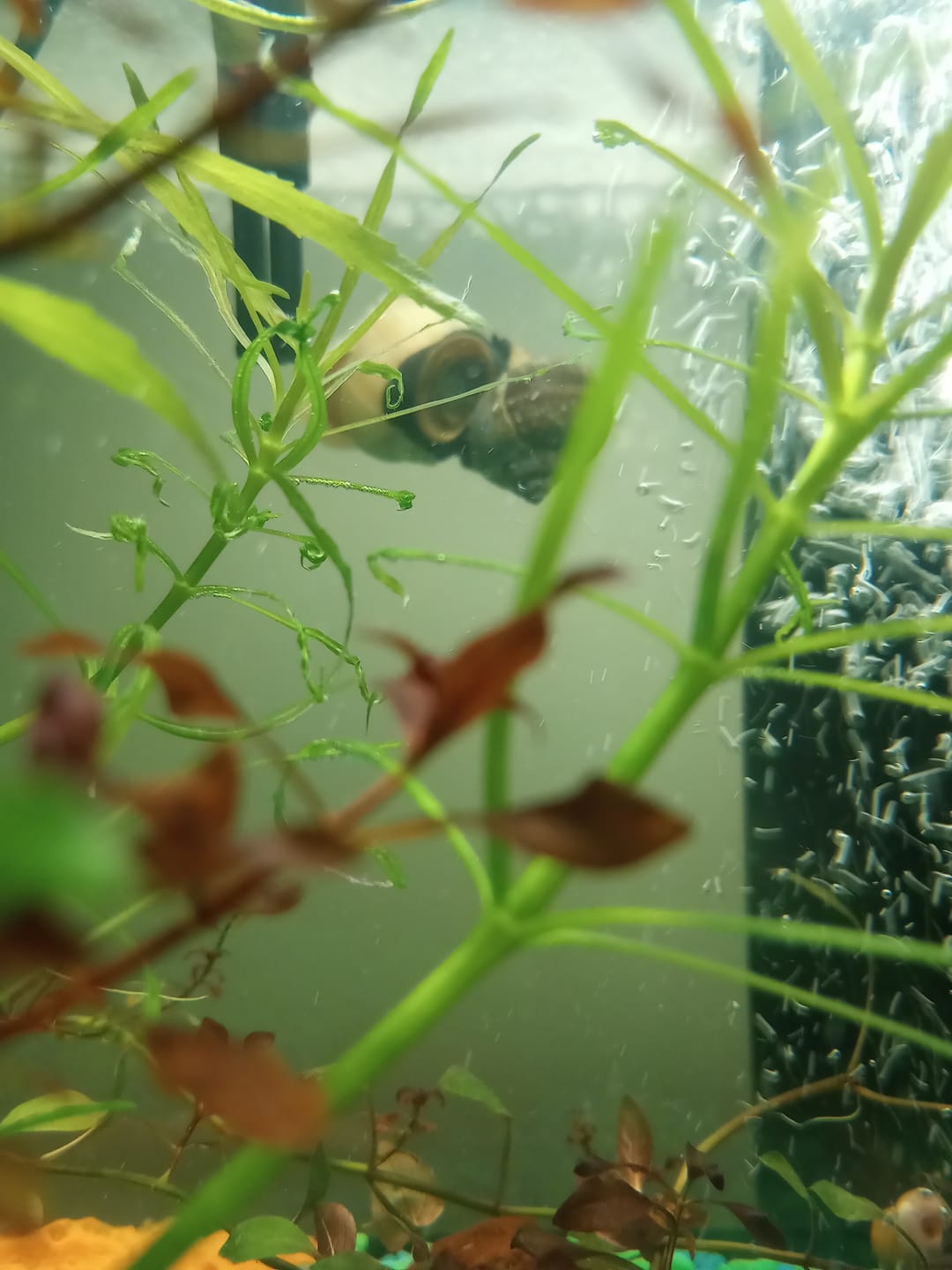 Customer photo review of Mystery Snail Mix (3 pack)