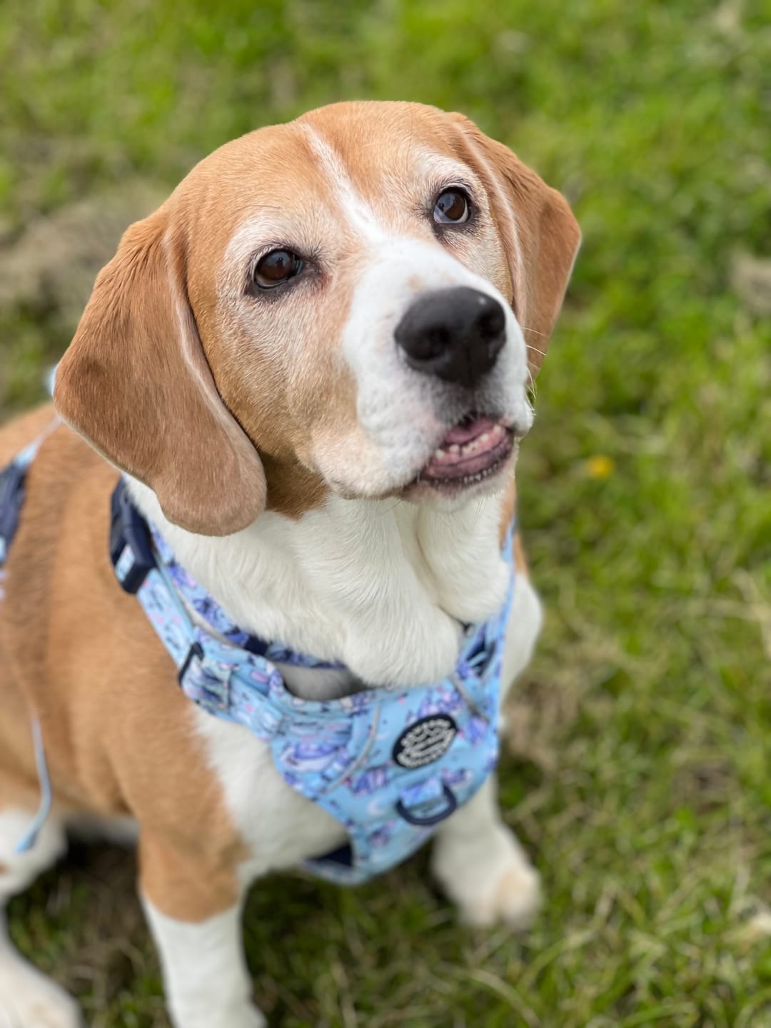 Customer photo review of Tough Trails™ Harness - Eeyore