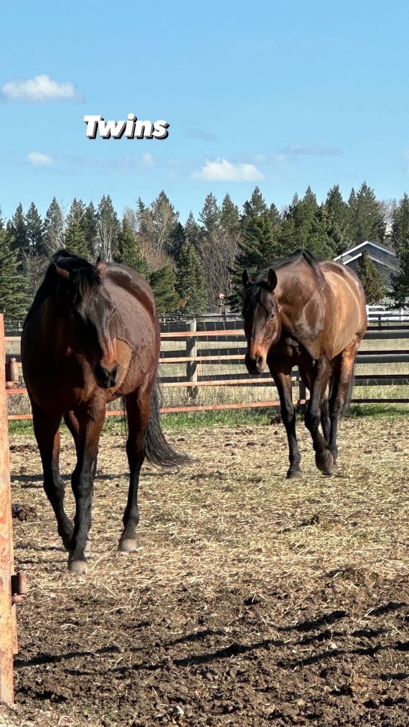Customer photo review of Equine Aloe Vera Juice
