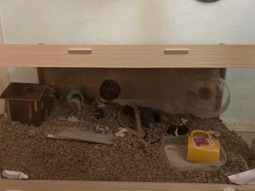 Customer photo review of Niteangel Bigger World MDF Terrarium Aspen Poplar Wooden Enclosure for Syrian and Dwarf Hamsters