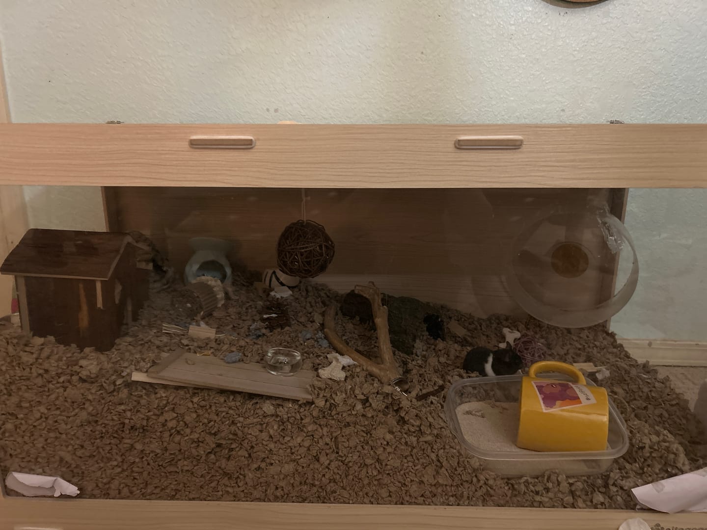 Customer photo review of Niteangel Bigger World MDF Terrarium Aspen Poplar Wooden Enclosure for Syrian and Dwarf Hamsters