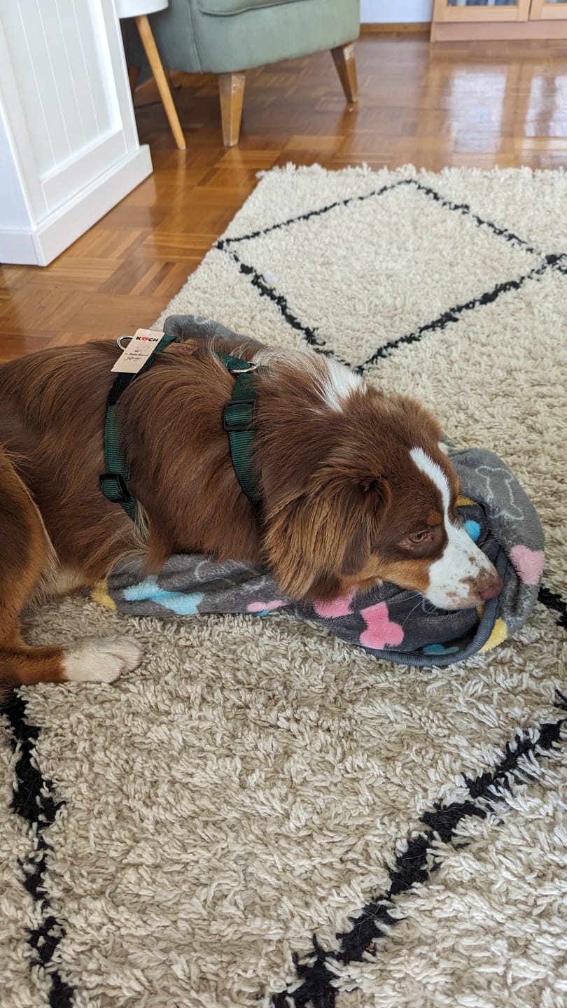 Customer photo review of Premium Hundegeschirr gepolstert