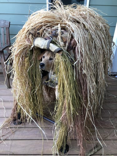 Customer photo review of Hunting Blind Raffia Grass (Individual)
