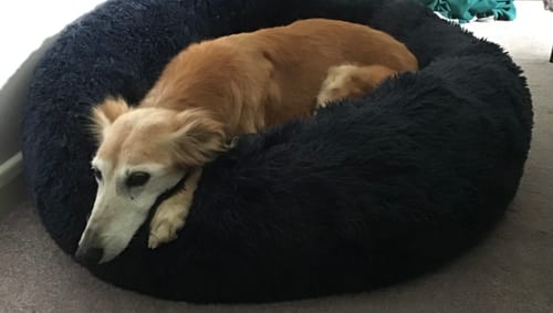 Customer photo review of Super Plush Donut Bed