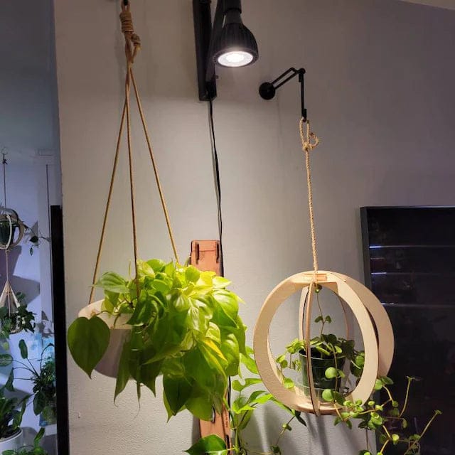 Customer photo review of Plant Hanger