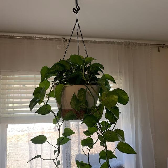 Customer photo review of Ceiling Hook