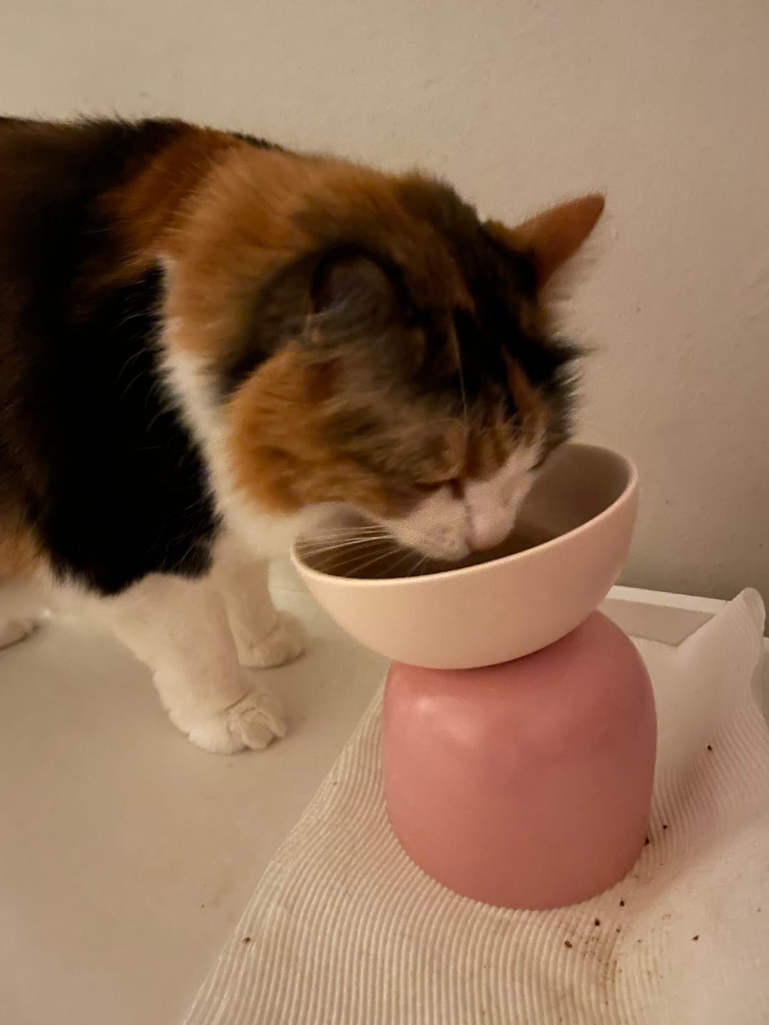 Customer photo review of Makesure Sugar Bean Ceramic Double Pet Bowls For Cat and Small Dogs