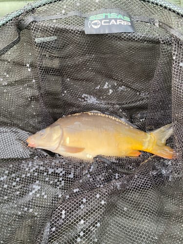 Customer photo review of CARPE EXTRUDEE (PURPLE PELLET)