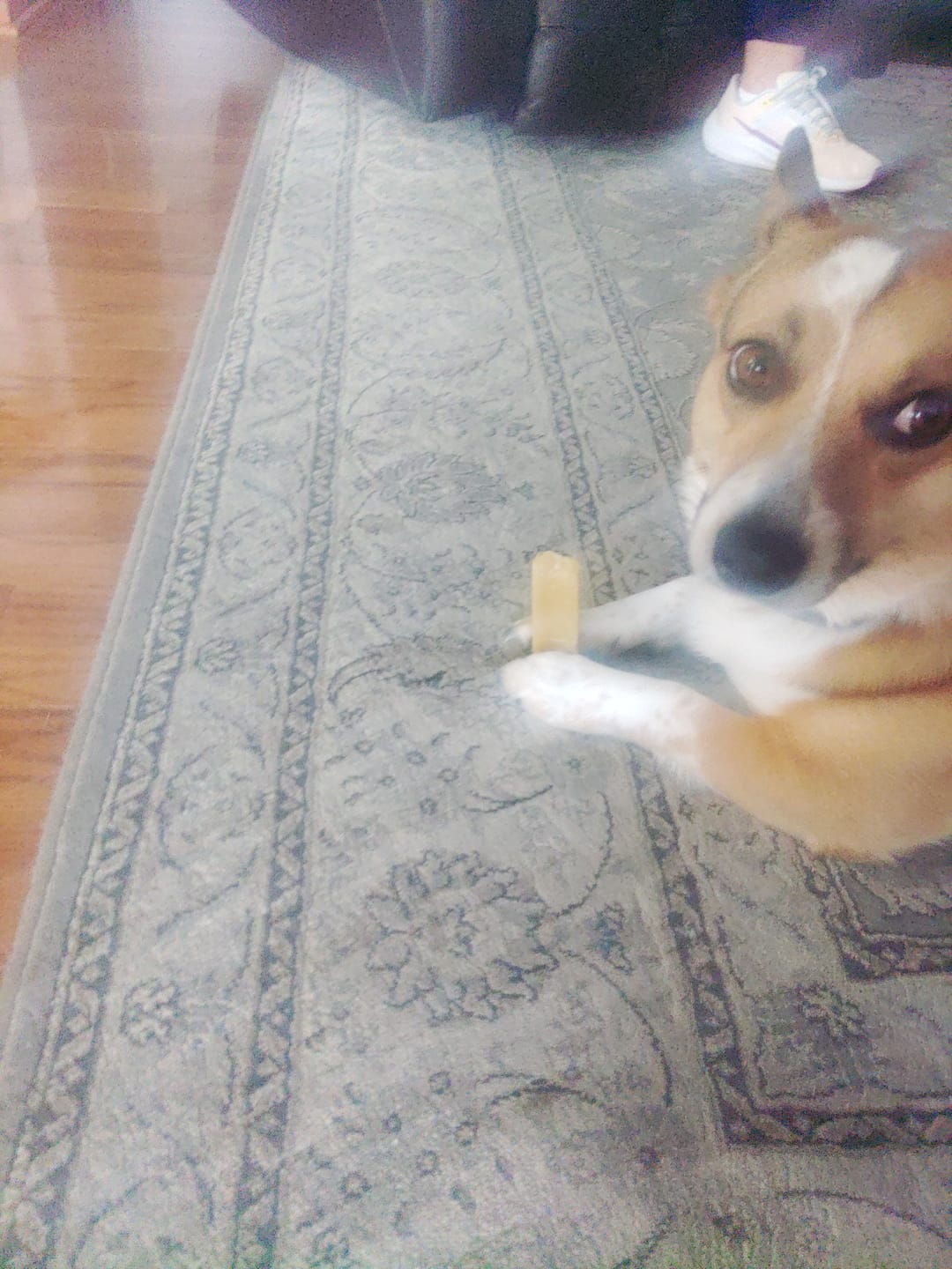 Customer photo review of Himalayan Yak Chew (SMALL)
