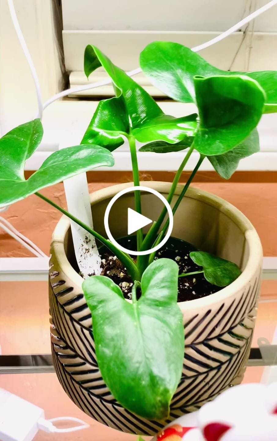 Customer video review of Philodendron goeldii