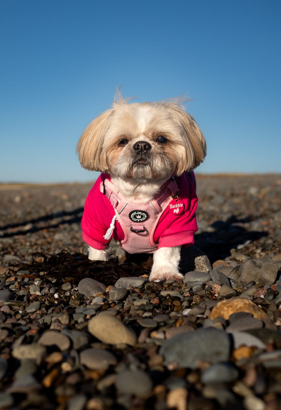 Customer photo review of Trail & Glow® Dog Harness - Pink Tweed