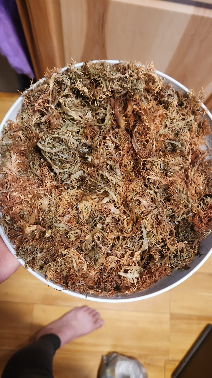 Customer photo review of Jamaican Purple Sea Moss (Raw, Wildcrafted)