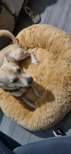 Customer photo review of Cama Antiestrés Para Perros