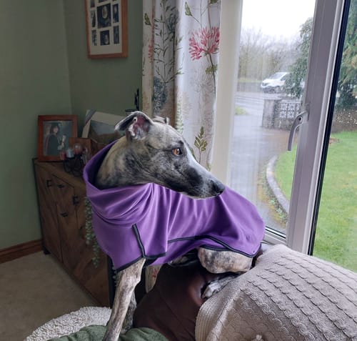 Customer photo review of Fleece Sighthound Base-Layer Coat with Underbelly and Snood