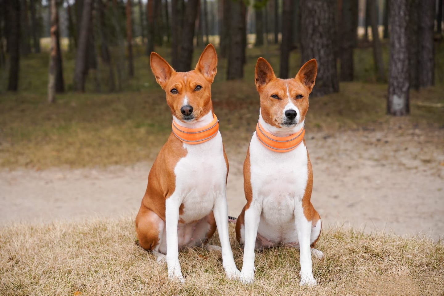 Customer photo review of 3cm Slip on Collar | Soft Padded & Reflective - Orange v2.0