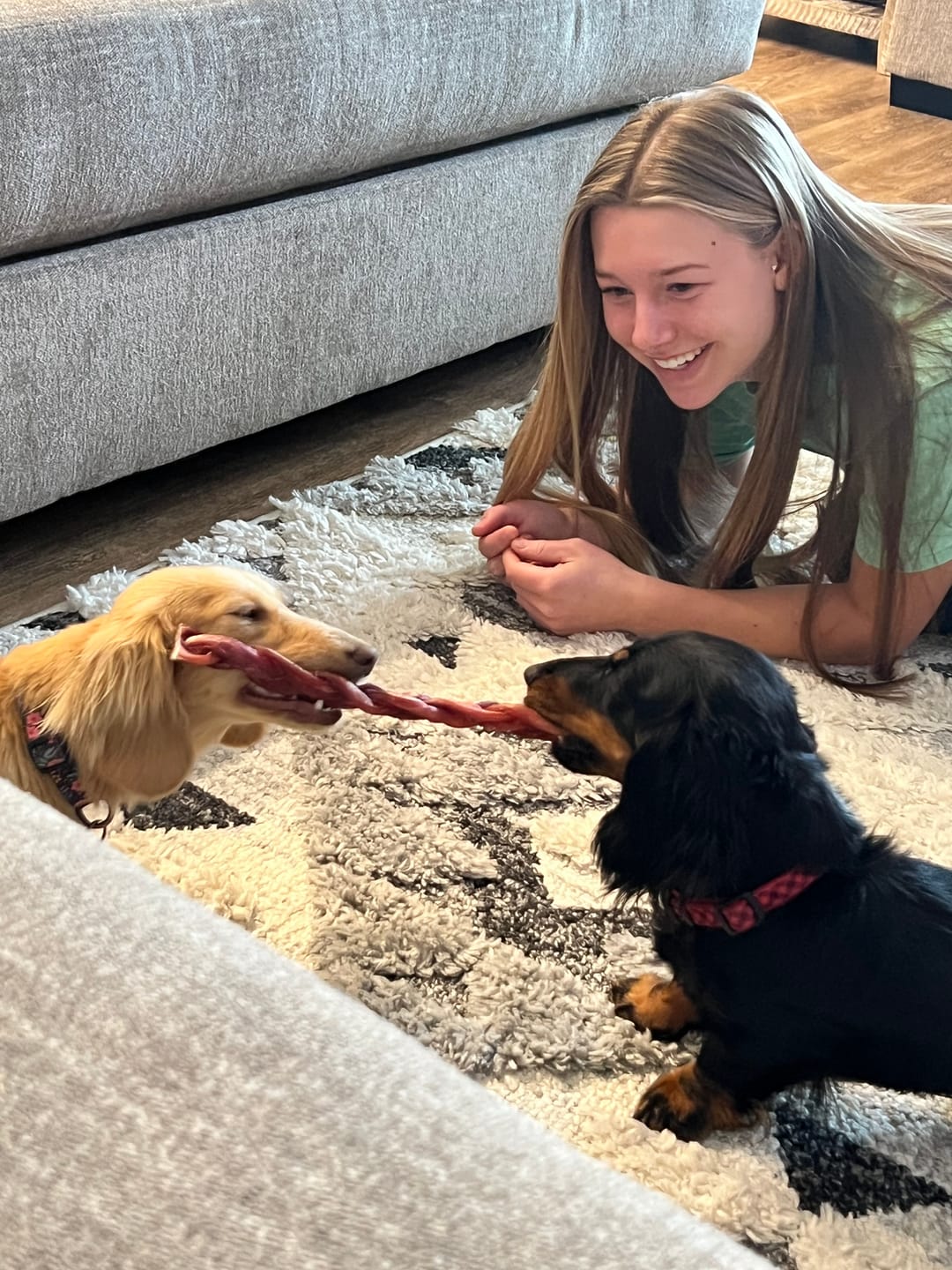 Customer photo review of 12 Inch Standard Braided Bully Stick