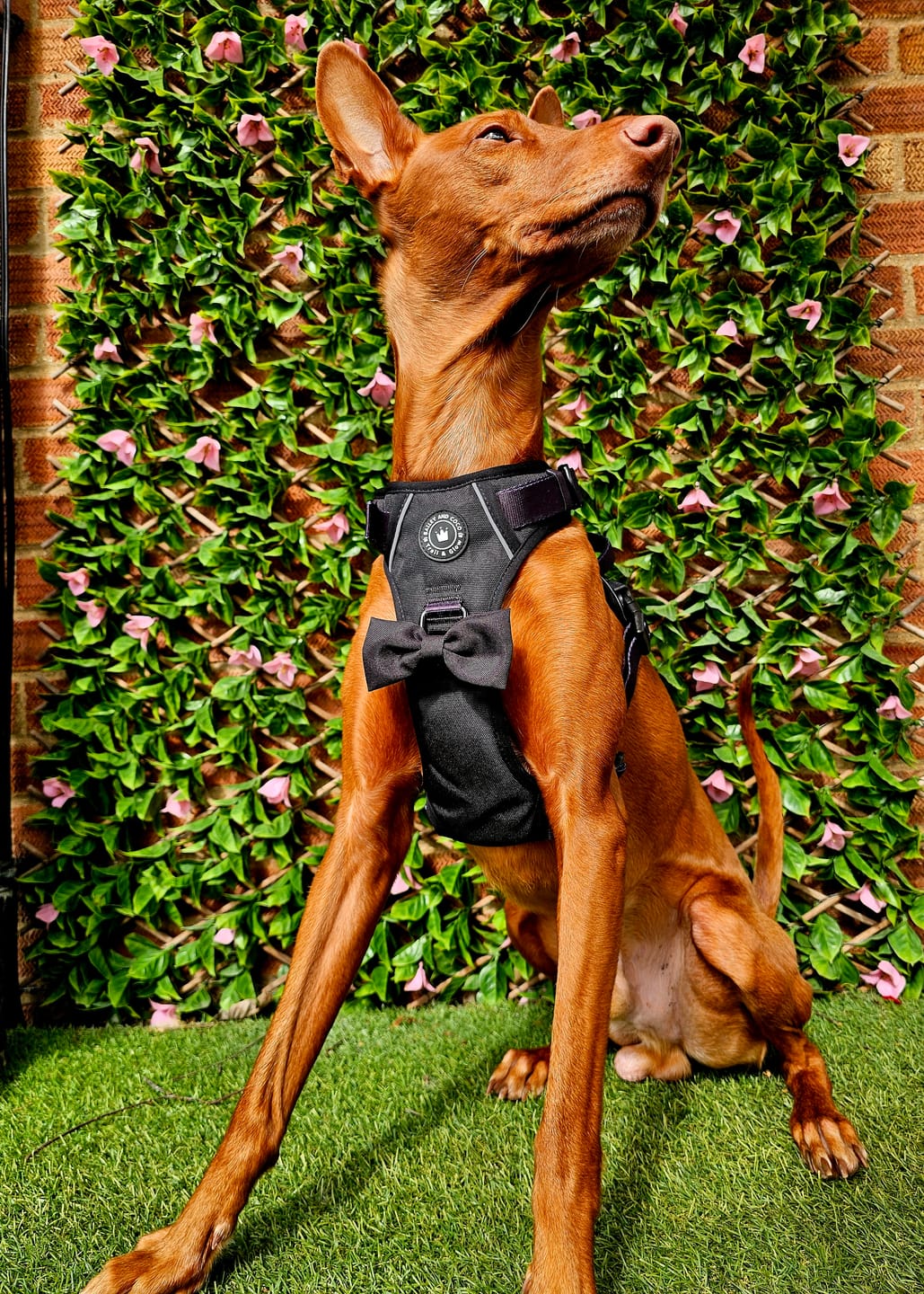 Customer photo review of Trail & Glow® Dog Harness - The Jet Black One