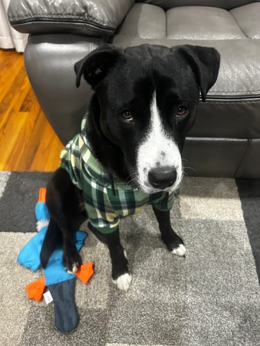 Customer photo review of Green Plaid Human Hoodie