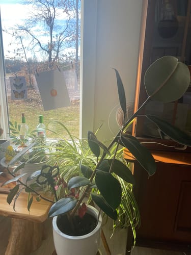 Customer photo review of Plant Food