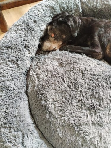 Customer photo review of Cama Antiestrés Para Perros