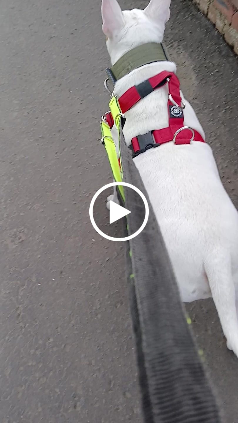 Customer video review of TRI-Harness® | Anti-Pull, Adjustable & Durable - Dog Trainers Choice - Red v2.0