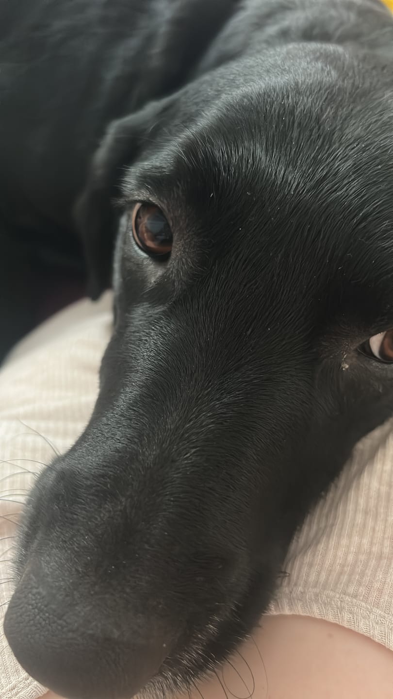 Customer photo review of Dog Duo Pack
