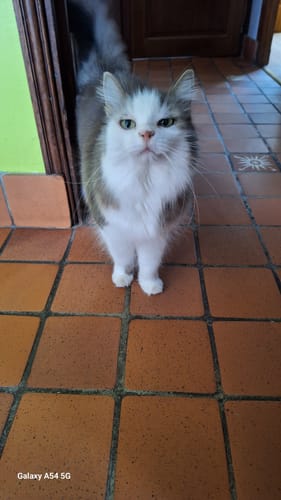 Customer photo review of Pâtées à l'agneau,tomates & thym (chat stérilisé et chat adulte)