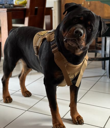 Customer photo review of Classic Heavy-Duty Tactical No-Pull Team K9™ Dog Harness With Front & Back D-Rings, Quick-Release Metal-Buckles, Hook & Loop Panels, & Top Handle