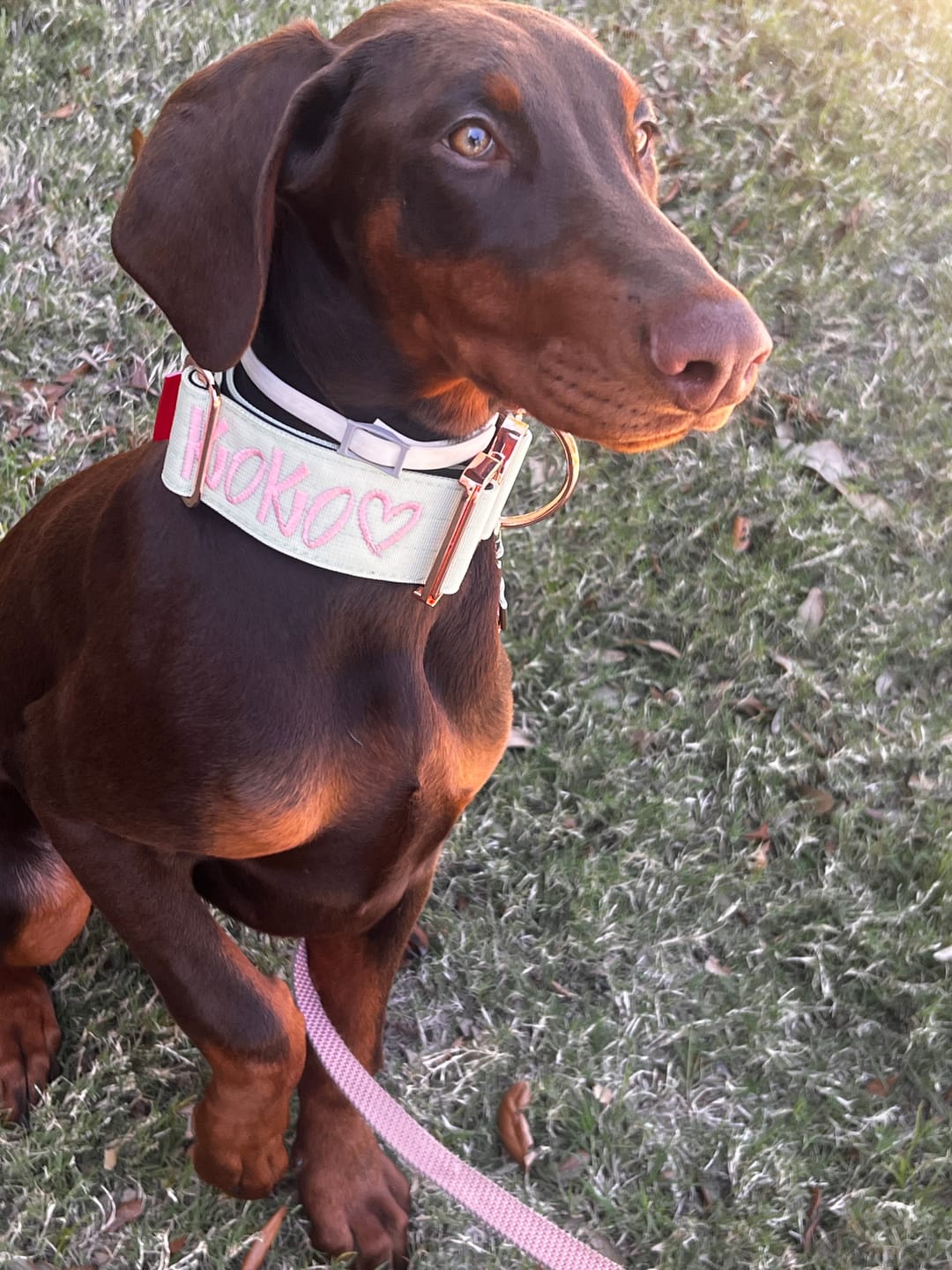 Customer photo review of 2" Tacti Luxe Dog Collar - Rose Gold - Honeydew