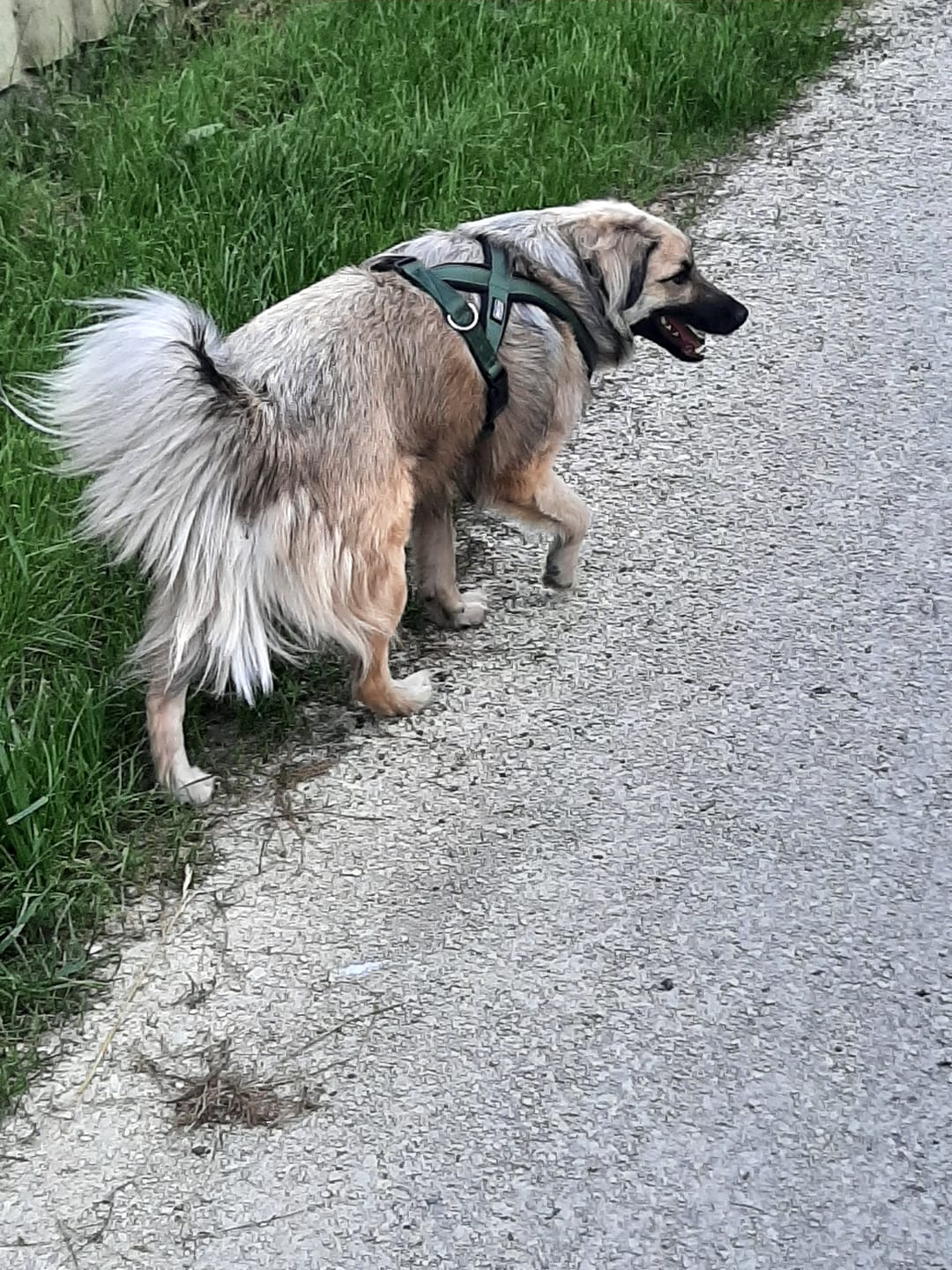 Customer photo review of DNA Test Rassebestimmung Basic Hund
