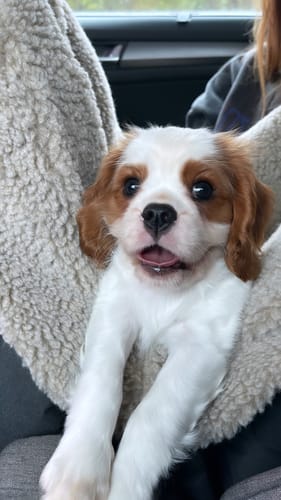 Customer photo review of Car seat for dogs black