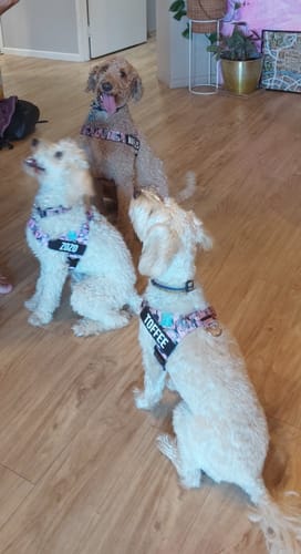 Customer photo review of Dog Lovers Pack