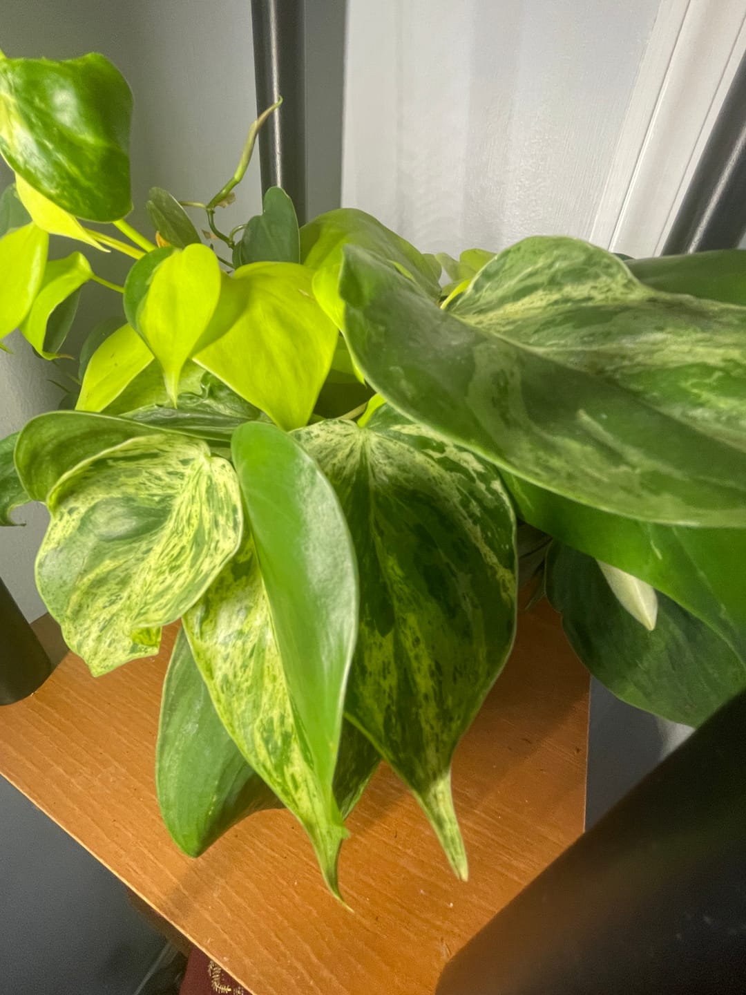 Customer photo review of Philodendron hederaceum variegata