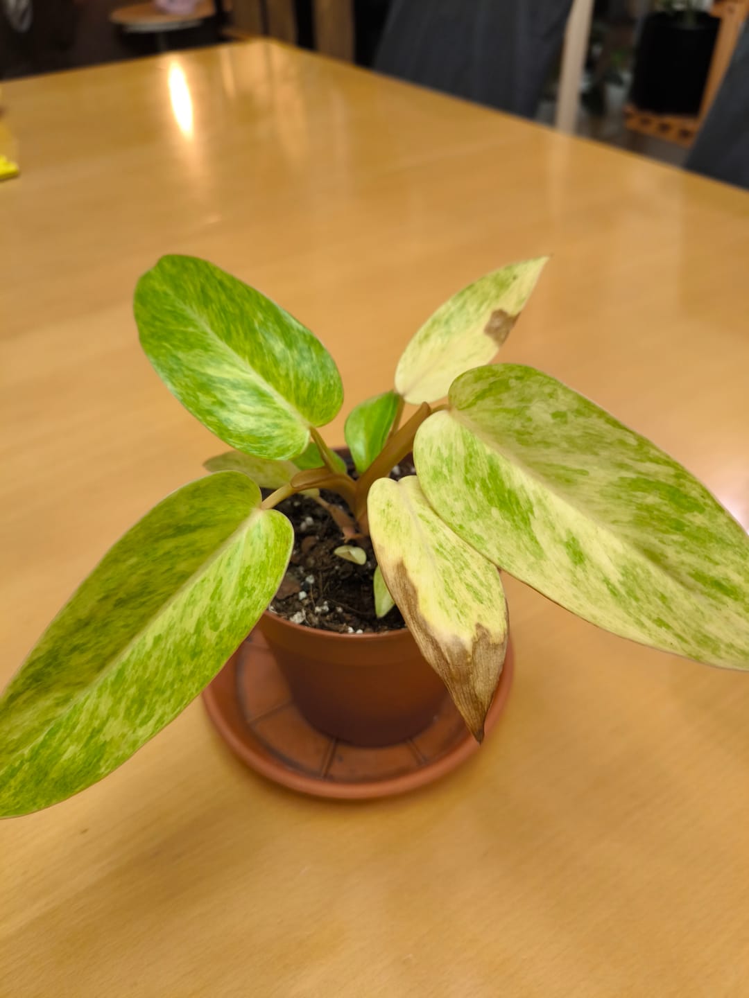 Customer photo review of PHILODENDRON PAINTED LADY