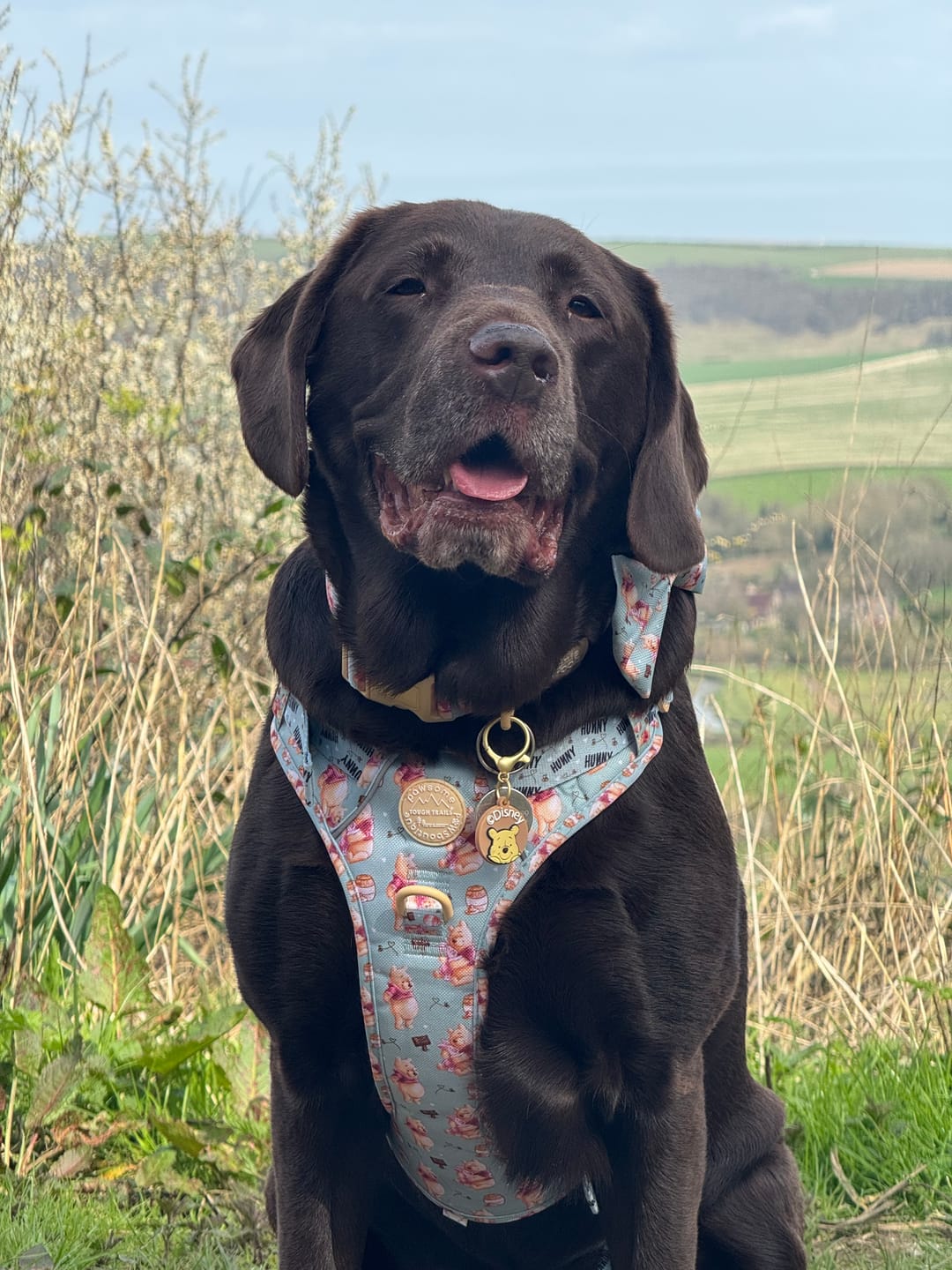 Customer photo review of Tough Trails™ Harness - Winnie The Pooh