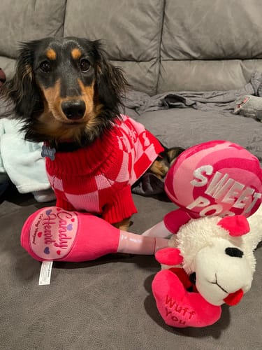 Customer photo review of Strawberry Knitted Dog Sweater