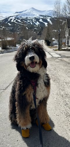 Customer photo review of Leather Dog Booties - Doccasins - 1 pair