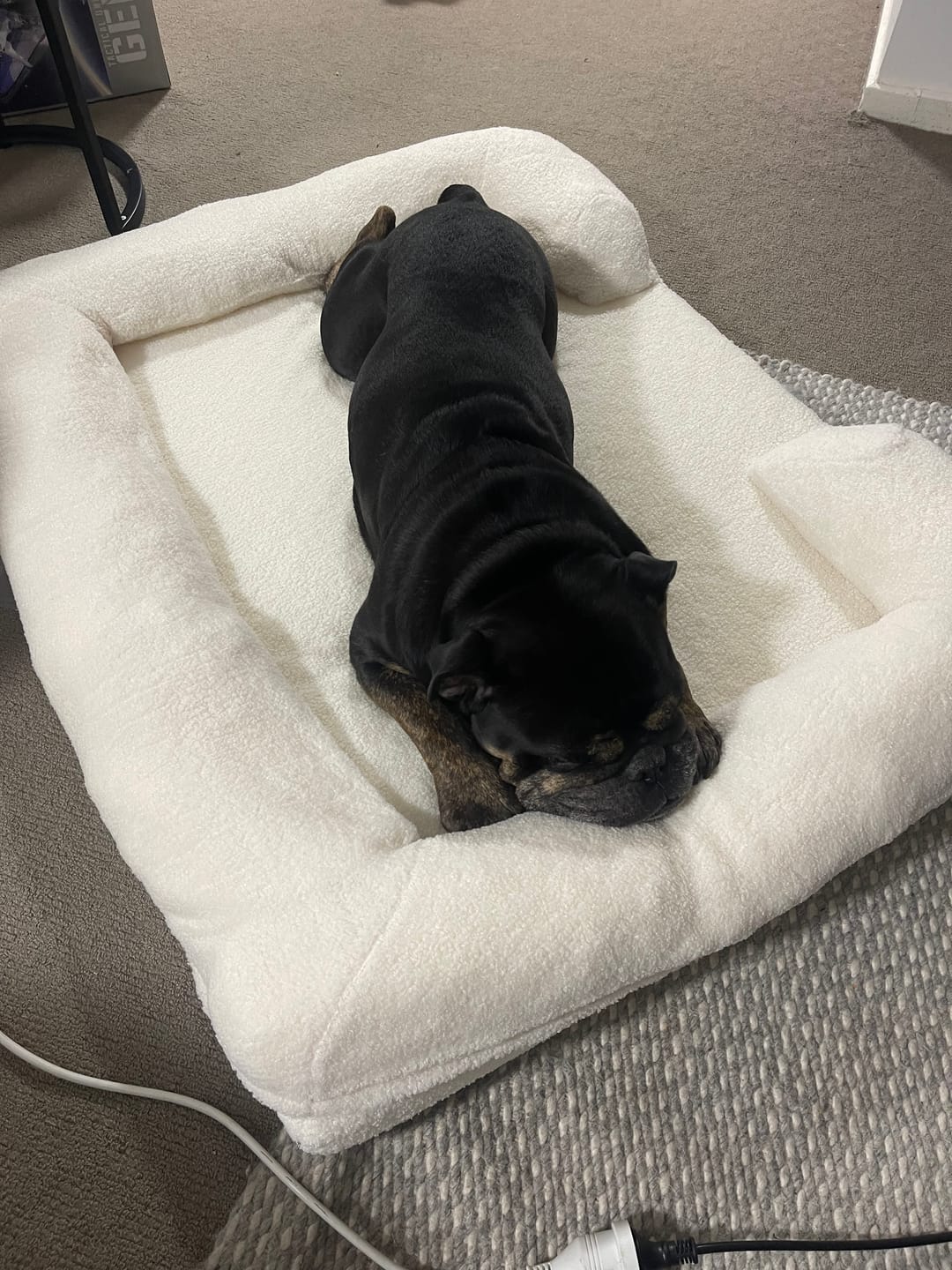 Customer photo review of PaWz Pet Boucle Bed