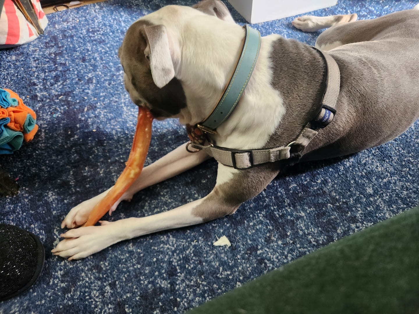 Customer photo review of Beef Tendon