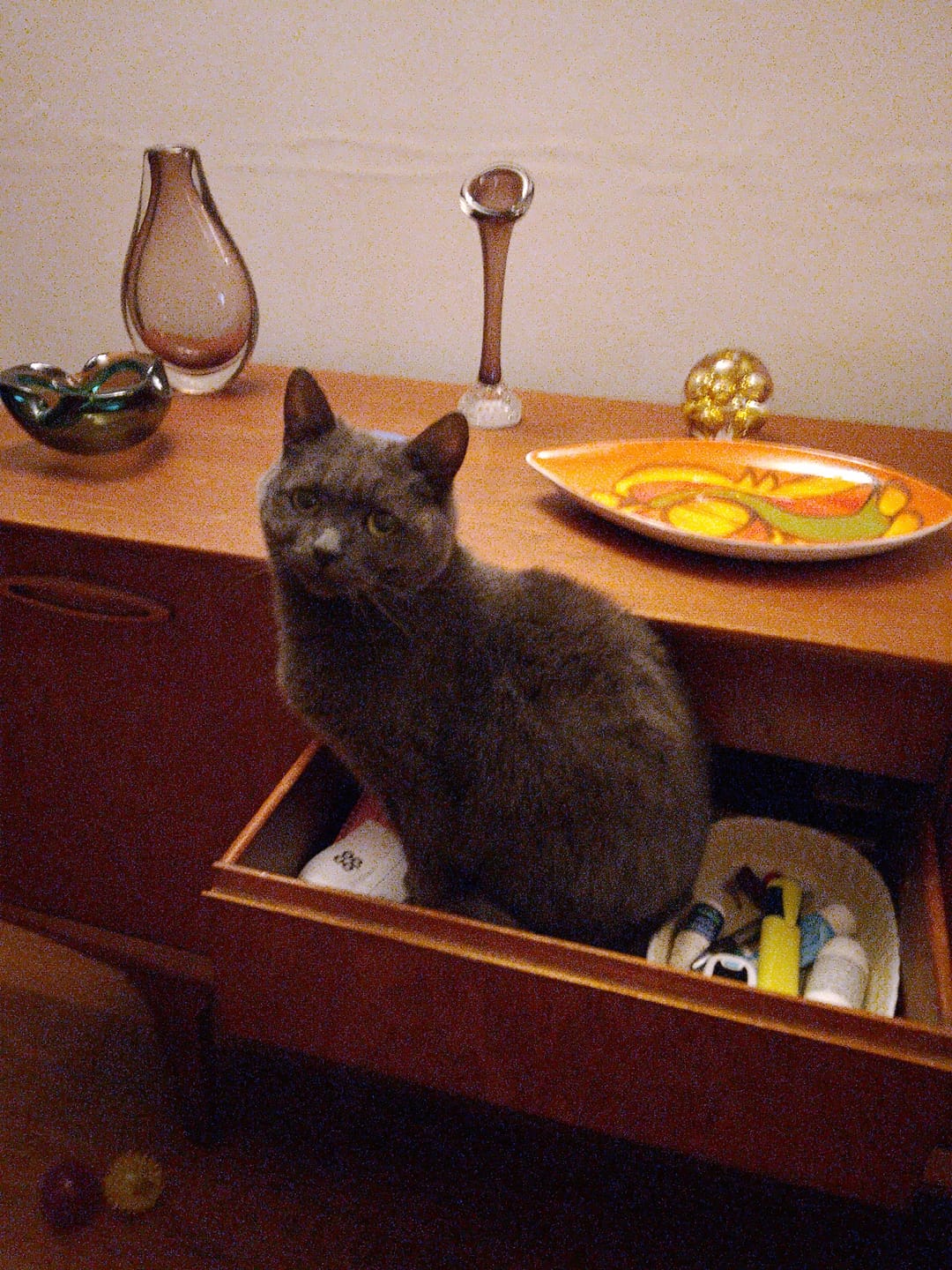 Customer photo review of Cat Duo Pack