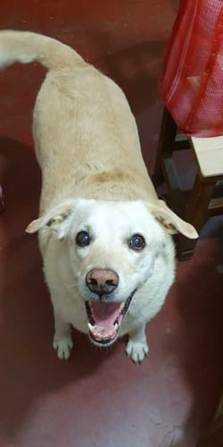 Customer photo review of Sukral-on